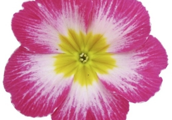 Primula vulgaris Dakota Bicolor Pink