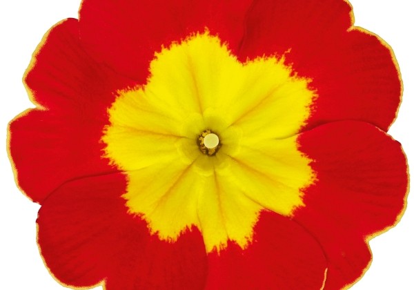 Primula vulgaris Dakota Scarlet