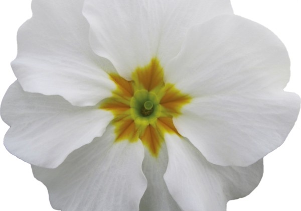 Primula vulgaris Dakota White