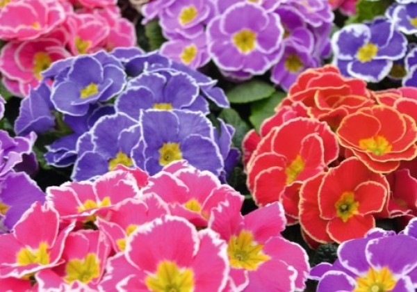 Primula vulgaris Sacarina Single Mix