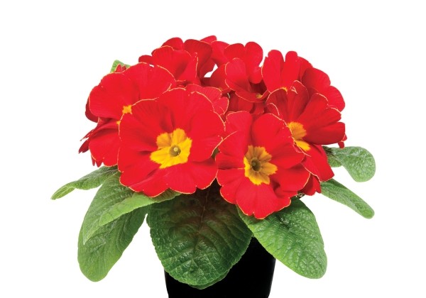 Primula vulgaris Paradiso Late Red