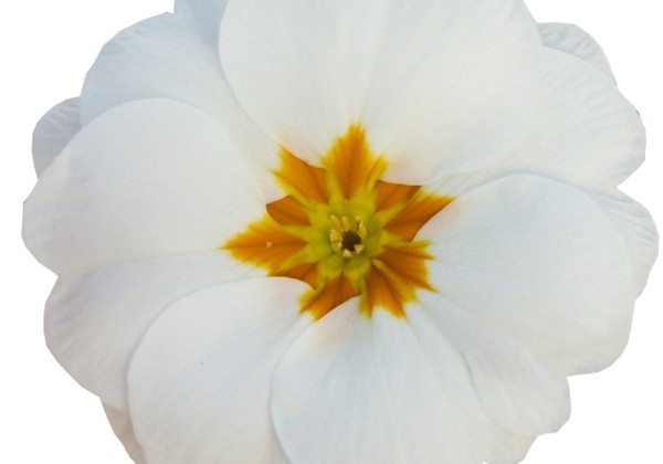 Primula vulgaris Alaska White