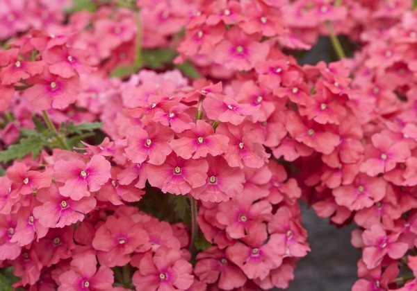 Verbena peruviana Vectura Slamon Rose (XXL)