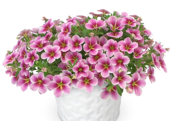 Calibrachoa hybrida PortuCal Patio Bicolor Dream Pink (12 cm)