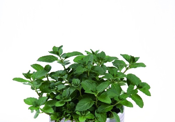 Mentha  piperita f. citrata Suisse Mint (XXL)