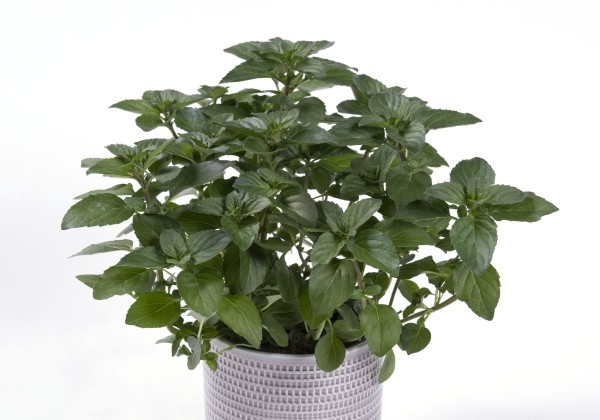 Mentha  piperita f. citrata Lemon Mint (XXL)