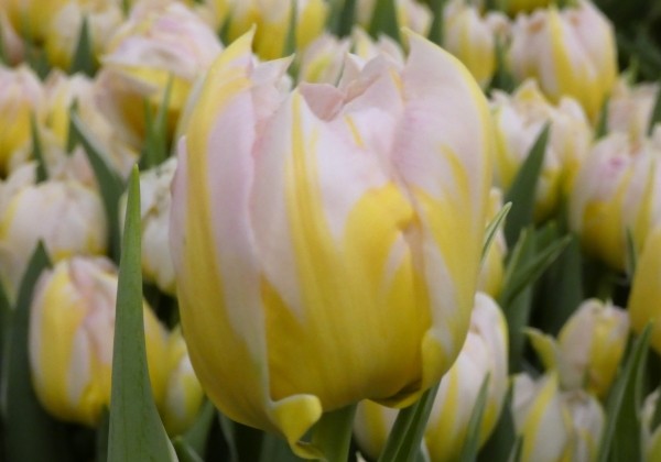 Tulpe, agra, pild. z. Password