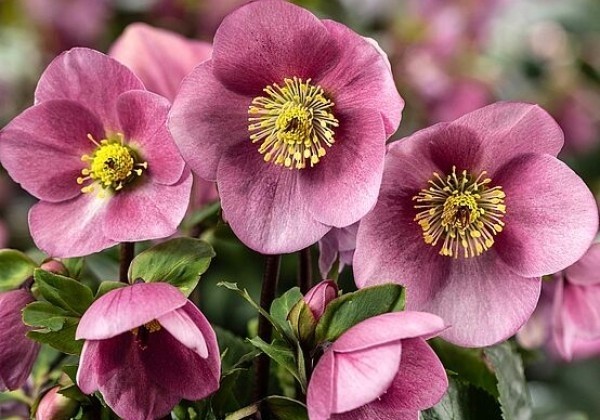 Helleborus lemperii HGC Winter Ballet Kacy