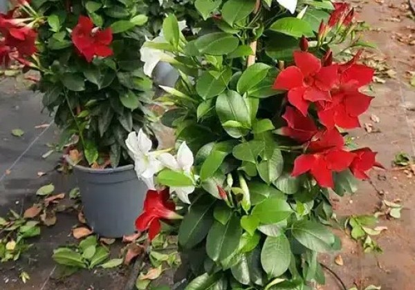 Dipladenia bicolor, piramīda 17cm podā