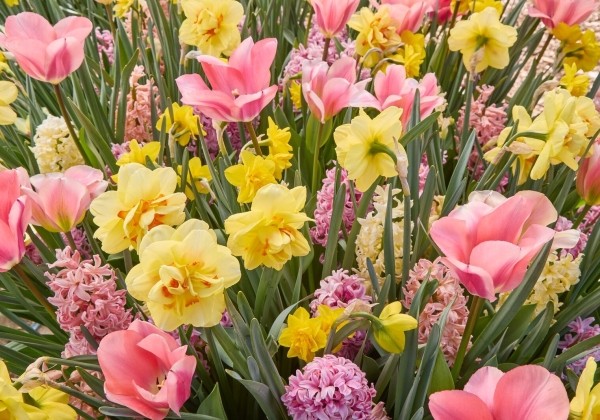 Combinations Blush 'N Shining