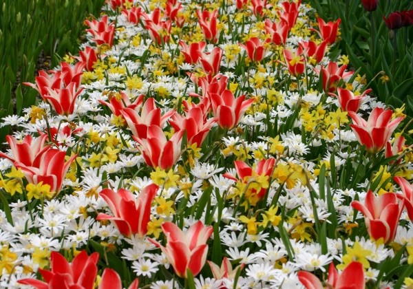 Combinations Botanischer Fruhlingsgarten / "Pavasara dārzs"