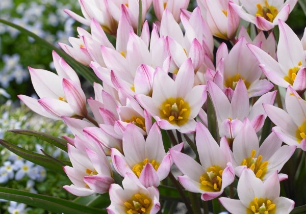 Tulipa cretica Hilde 6/+