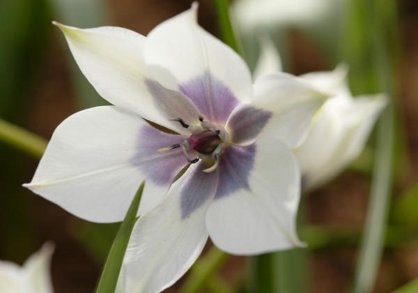 Tulipa humilis Alba Coerulea Oculata 6/+