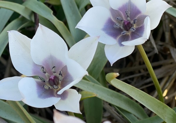 Tulipa humilis Alba Coerulea Oculata 6/+