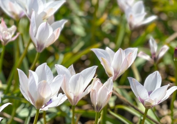 Tulipa humilis Alba Coerulea Oculata 6/+
