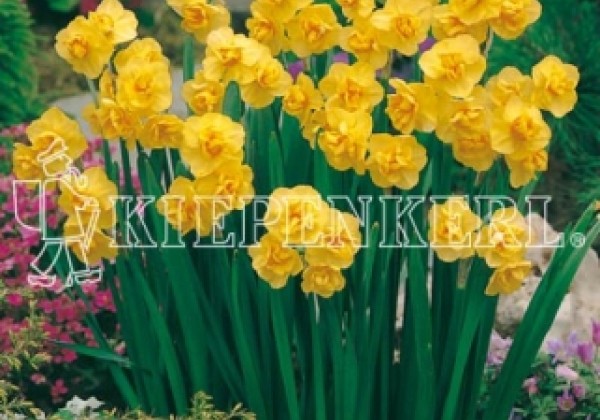 Narcissus, daudzziedu Yellow Cheerfulness 12/14