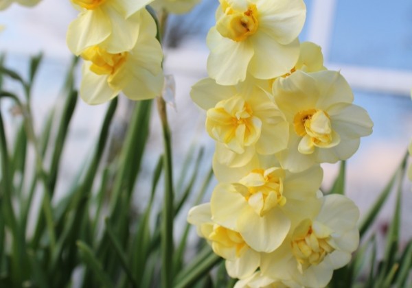 Narcissus, daudzziedu Yellow Cheerfulness 12/14