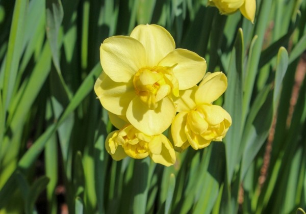 Narcissus, daudzziedu Yellow Cheerfulness 12/14