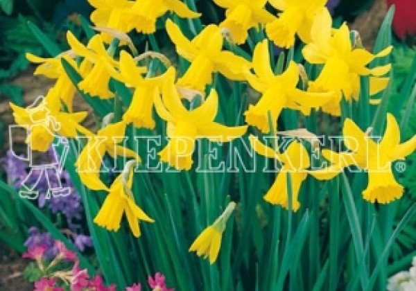 Narcissus cyclamineus February Gold 12/14