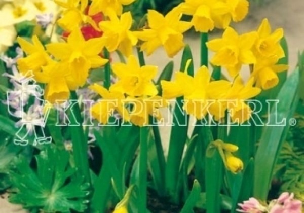 Narcissus cyclamineus Tete a Tete 11/12