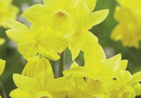 Narcissus triandrus Sunlight Sensation 12/14
