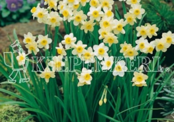 Narcissus tazetta Minnow 12/14