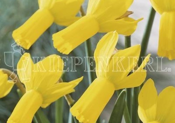 Narcissus cyclamineus Rapture 12/+