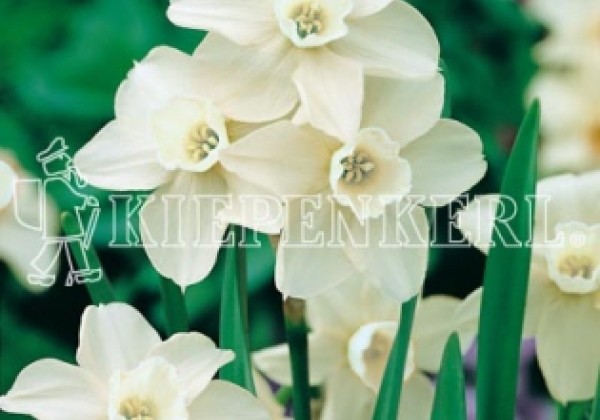 Narcissus jonquilla Sailboat 10/12