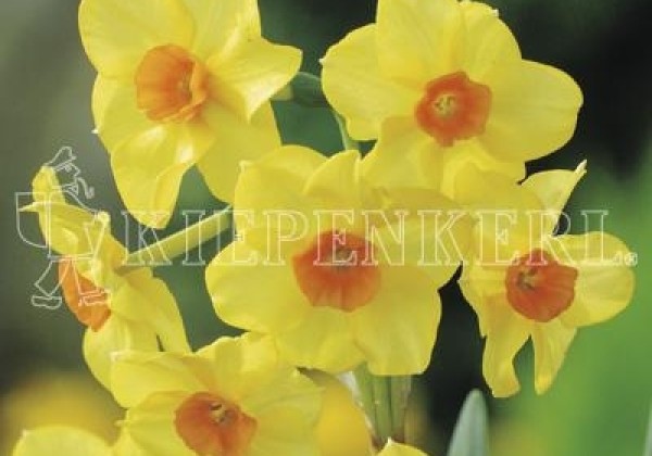 Narcissus tazetta Martinette 12/14