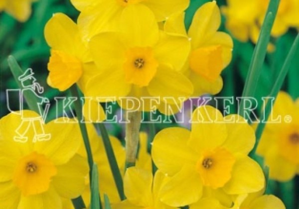 Narcissus jonquilla Trevithian 12/14