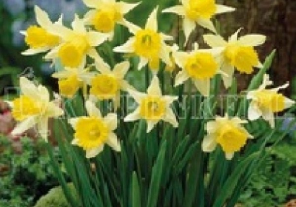 Narcissus lobularis 6/+