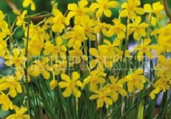 Narcissus jonquilla Twinkling Yellow 9/+