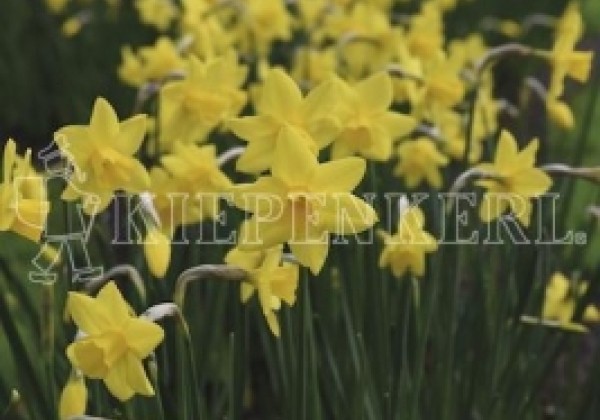 Narcissus jonquilla Sweetness 12/14