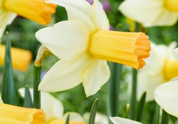 Narcissus cyclamineus Terry 12/14