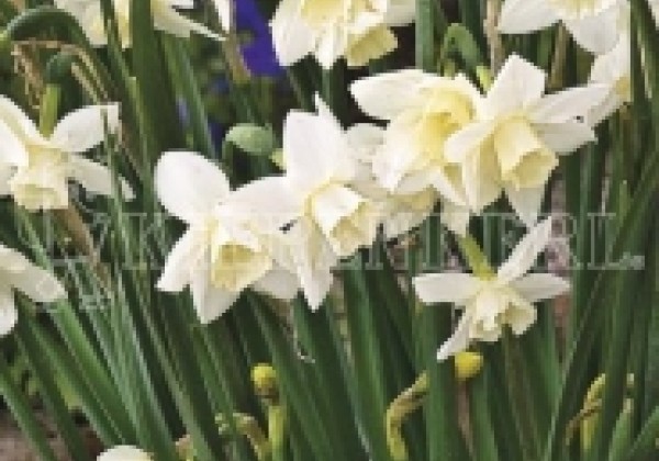 Narcissus jonquilla Pueblo 12/14