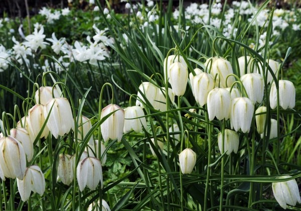 Fritillaria meleagris Alba 6/+