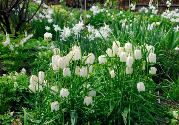 Fritillaria meleagris Alba 6/+