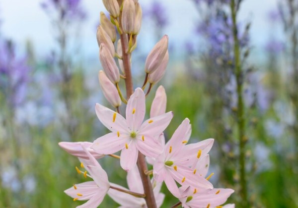 Camassia leichtlinii Pink Star 12/14