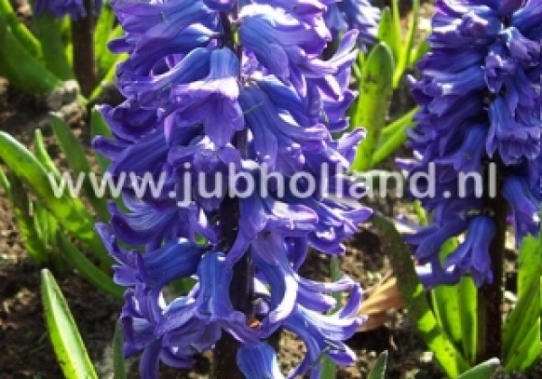 Hyacinthus orientalis Blue Jacket 17/18