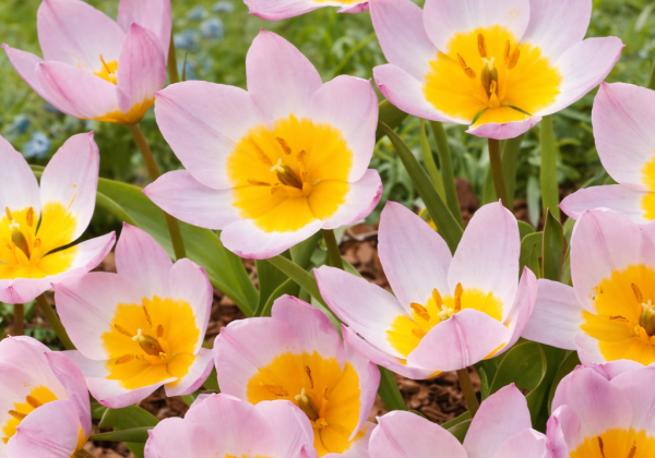 Tulipa bakeri Lilac Wonder 6/+