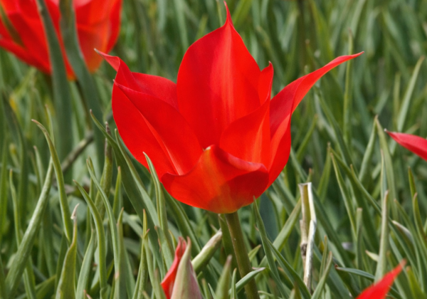 Tulipa linifolia 4/5