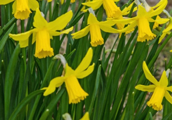 Narcissus, botāniskā February Gold 12/14