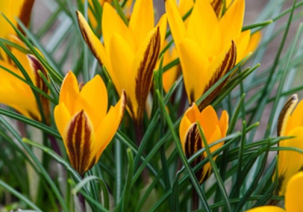 Crocus angustifolius 5/+