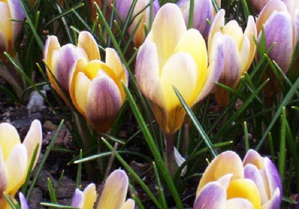Crocus chrysanthus Advance 5/+