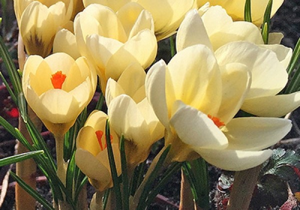 Crocus chrysanthus Cream Beauty 5/+