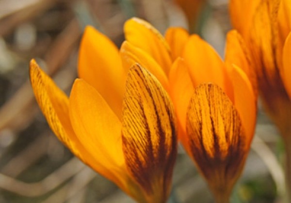 Crocus chrysanthus Orange Monarch 5/+