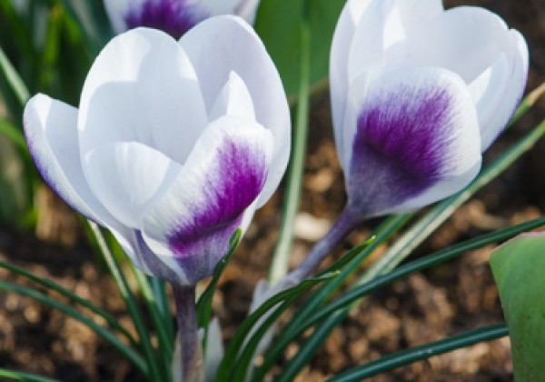 Crocus chrysanthus Prins Claus 5/+