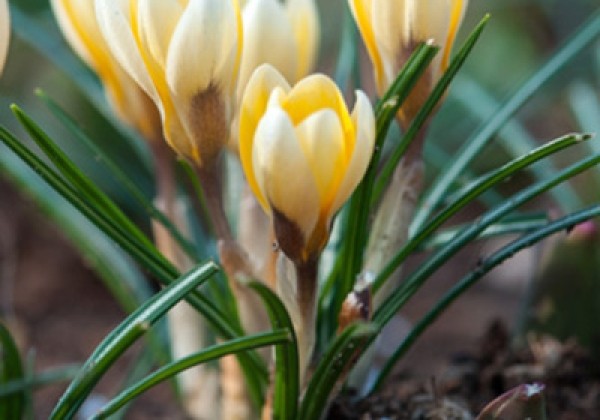 Crocus chrysanthus Romance 5/+