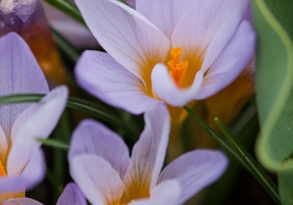 Crocus chrysanthus Rosalind  5/+