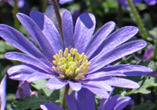 Anemone blanda Blue Shades 5/+
